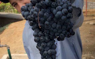 ¿Qué es la vendimia y qué me importa a mí?