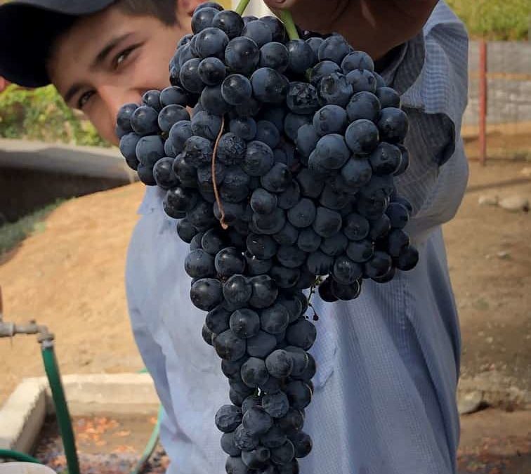 ¿Qué es la vendimia y qué me importa a mí?