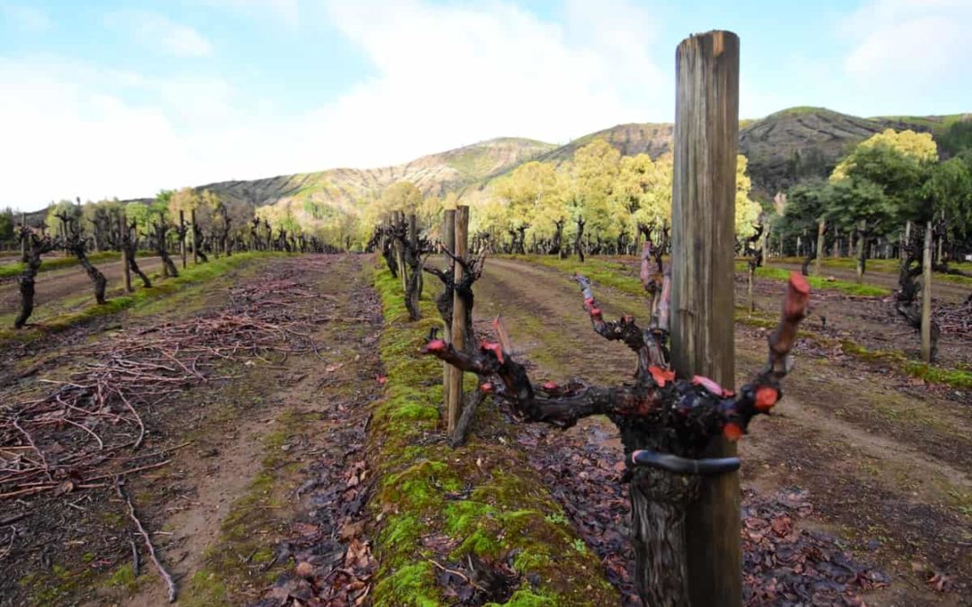 Qué significa realmente “secano profundo” en el vino del Maule
