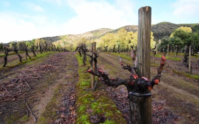Qué significa realmente “secano profundo” en el vino del Maule